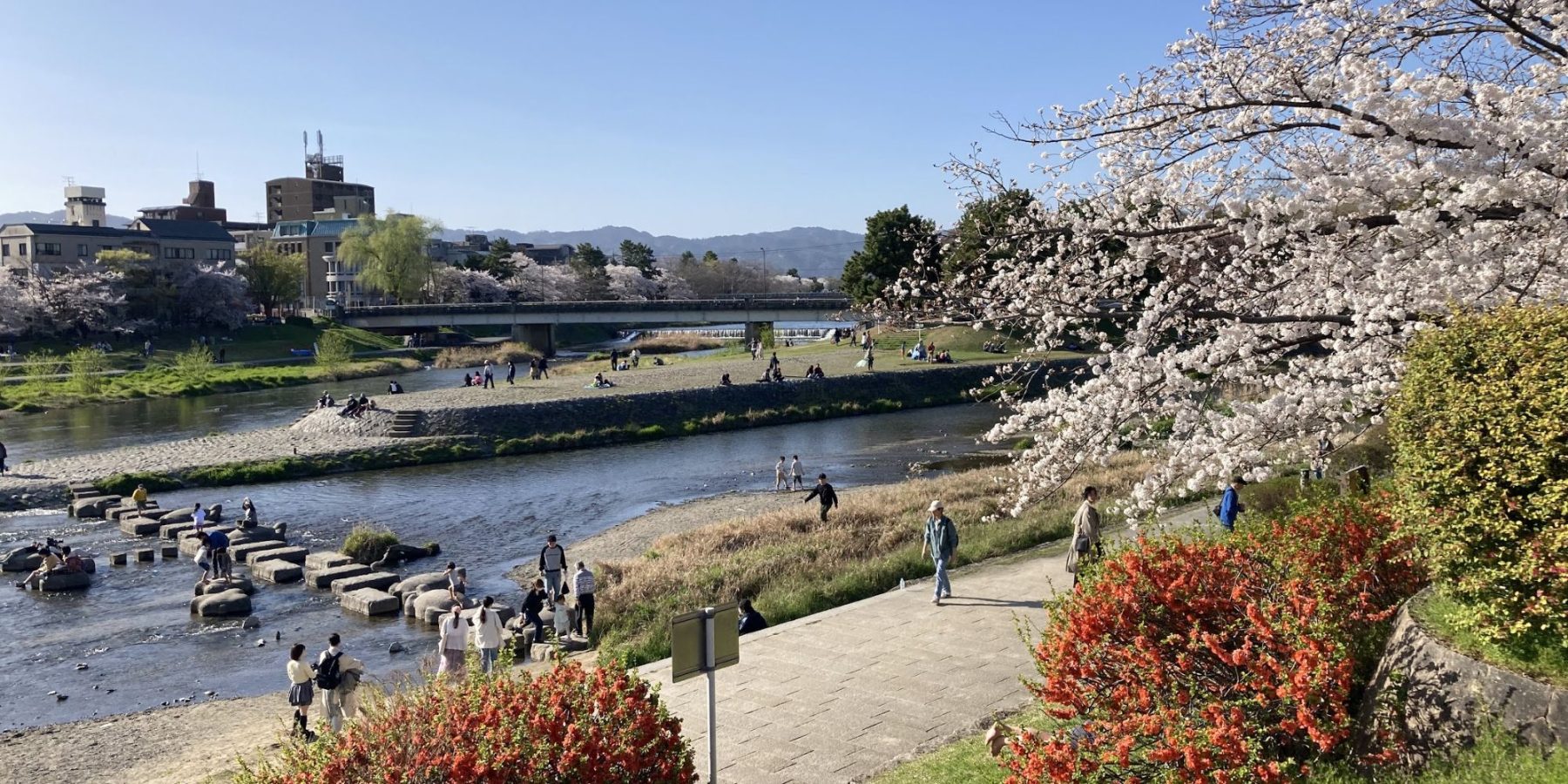 Kyoto river scene with cherry blossoms.