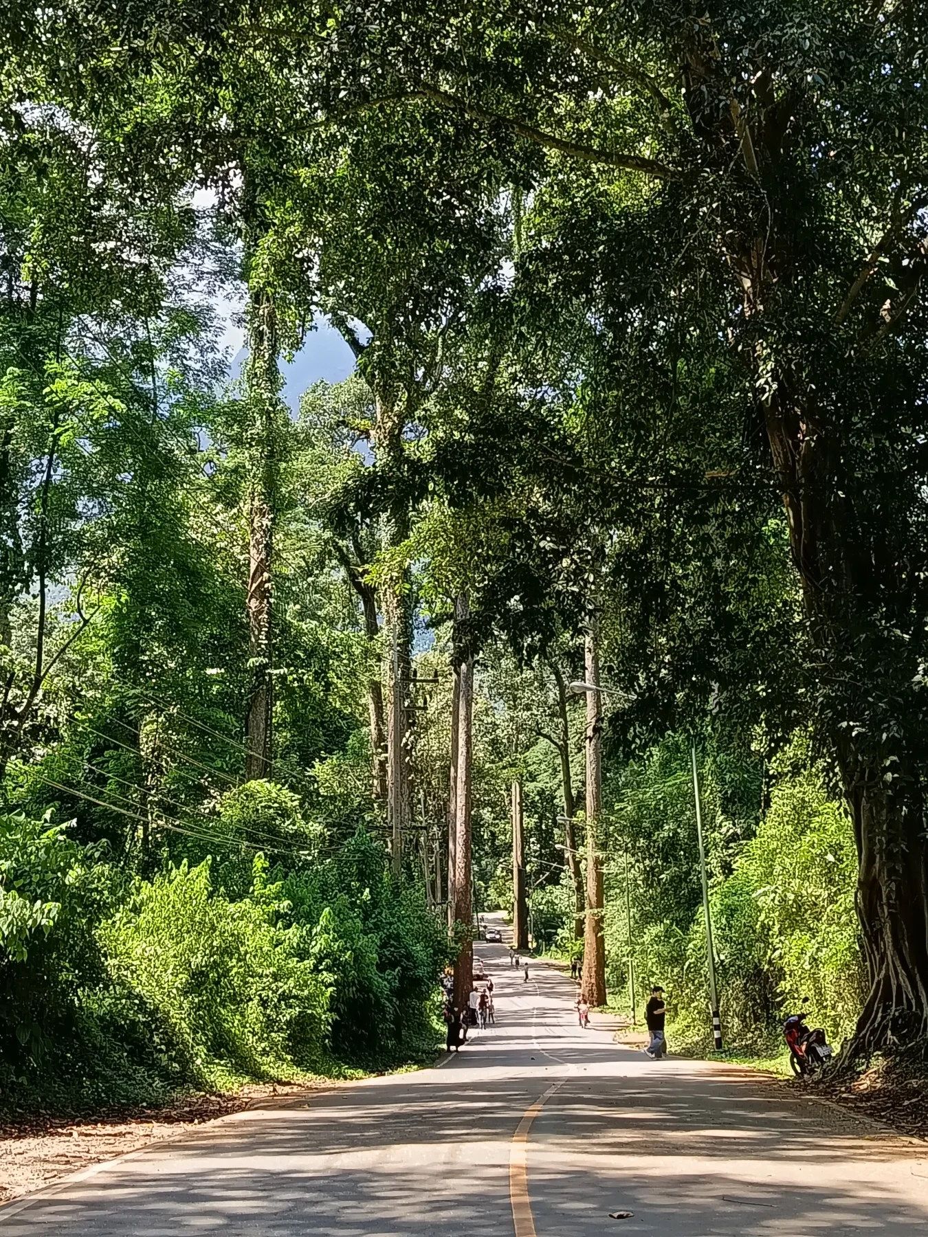 Giant Trees Alley