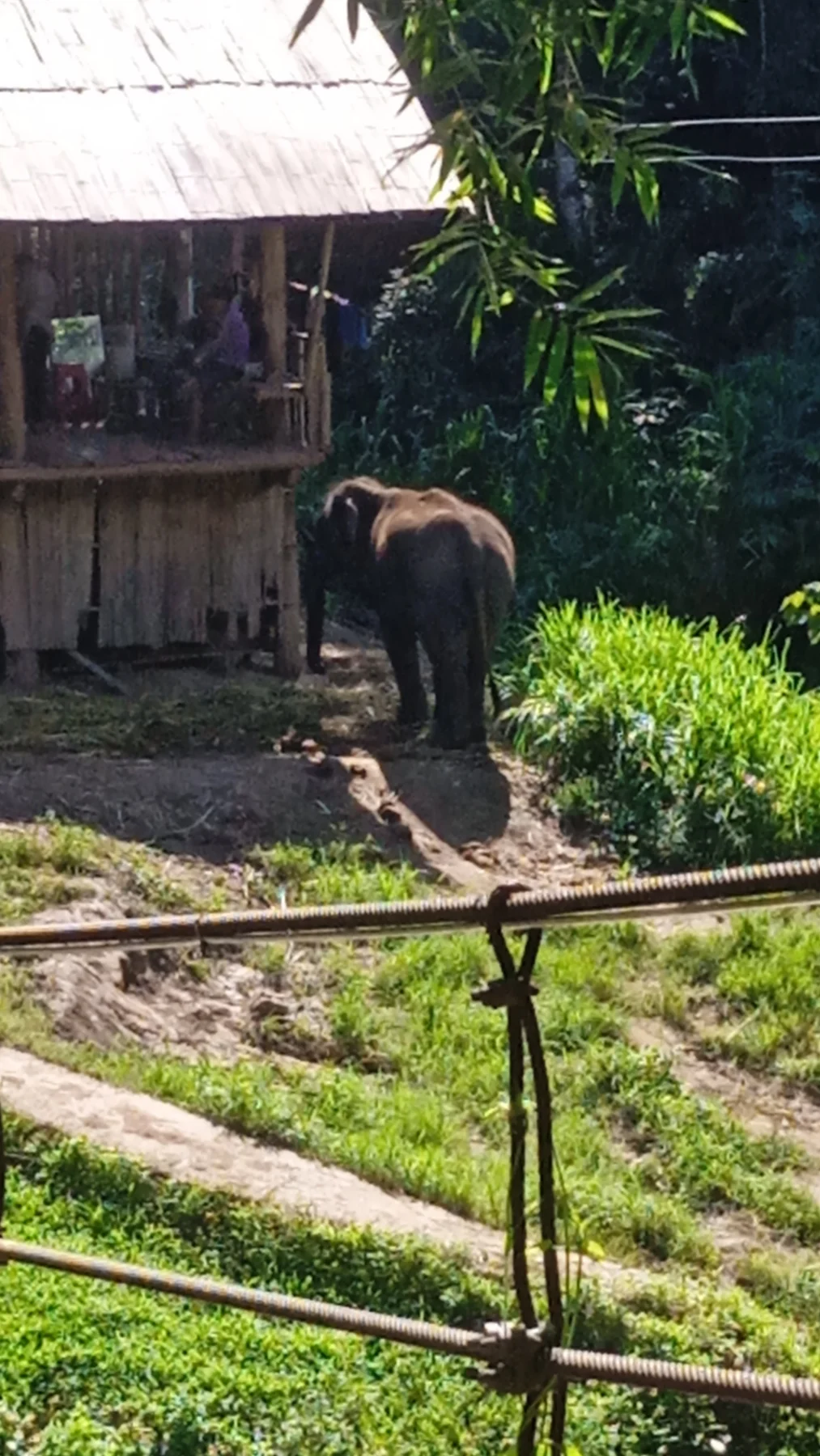 Mae Wang Elephant Home