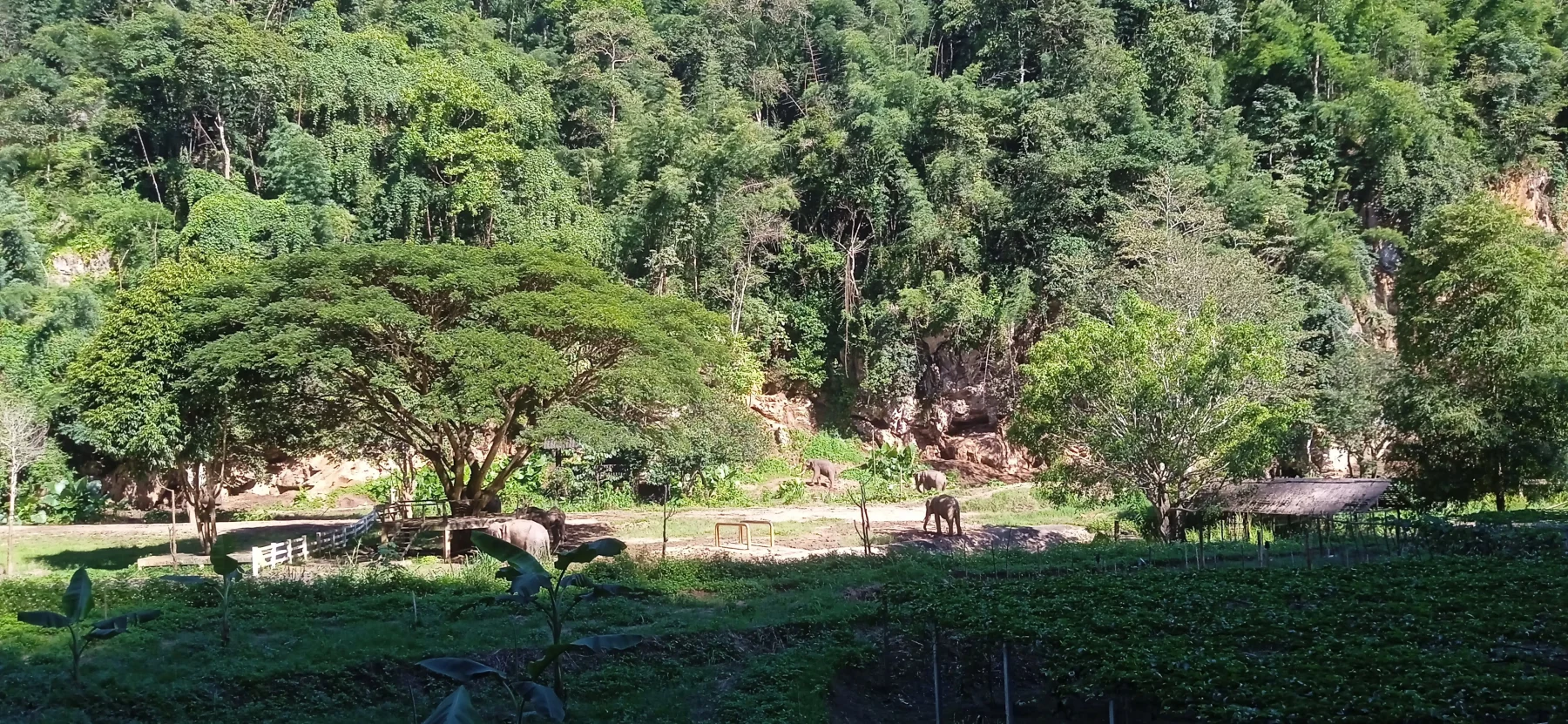 Patara Elephant Conservation Camp