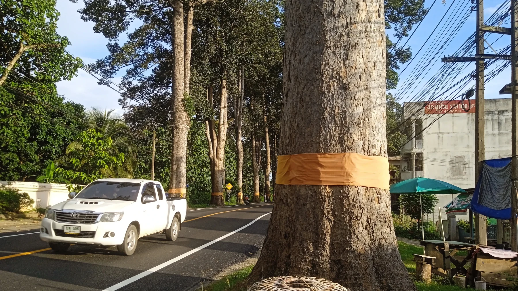 You see these scarfs all over Thailand on old sacred trees